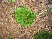 clump of moss